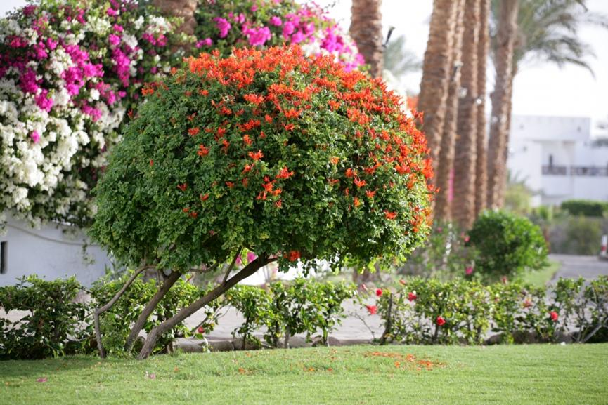 迪拜适合养什么植物,迪拜常见花草