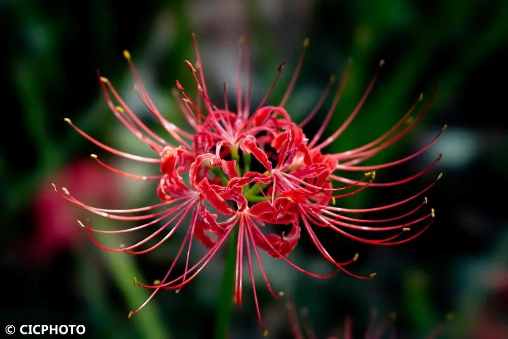 彼岸花是一种很美的花,彼岸花是好运花吗