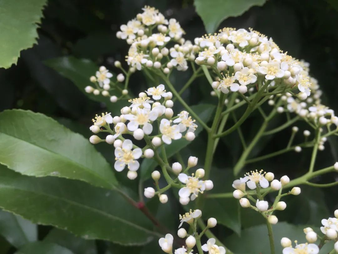 石楠花很臭为什么满大街都种呢,石楠花那么臭为什么要种那么多