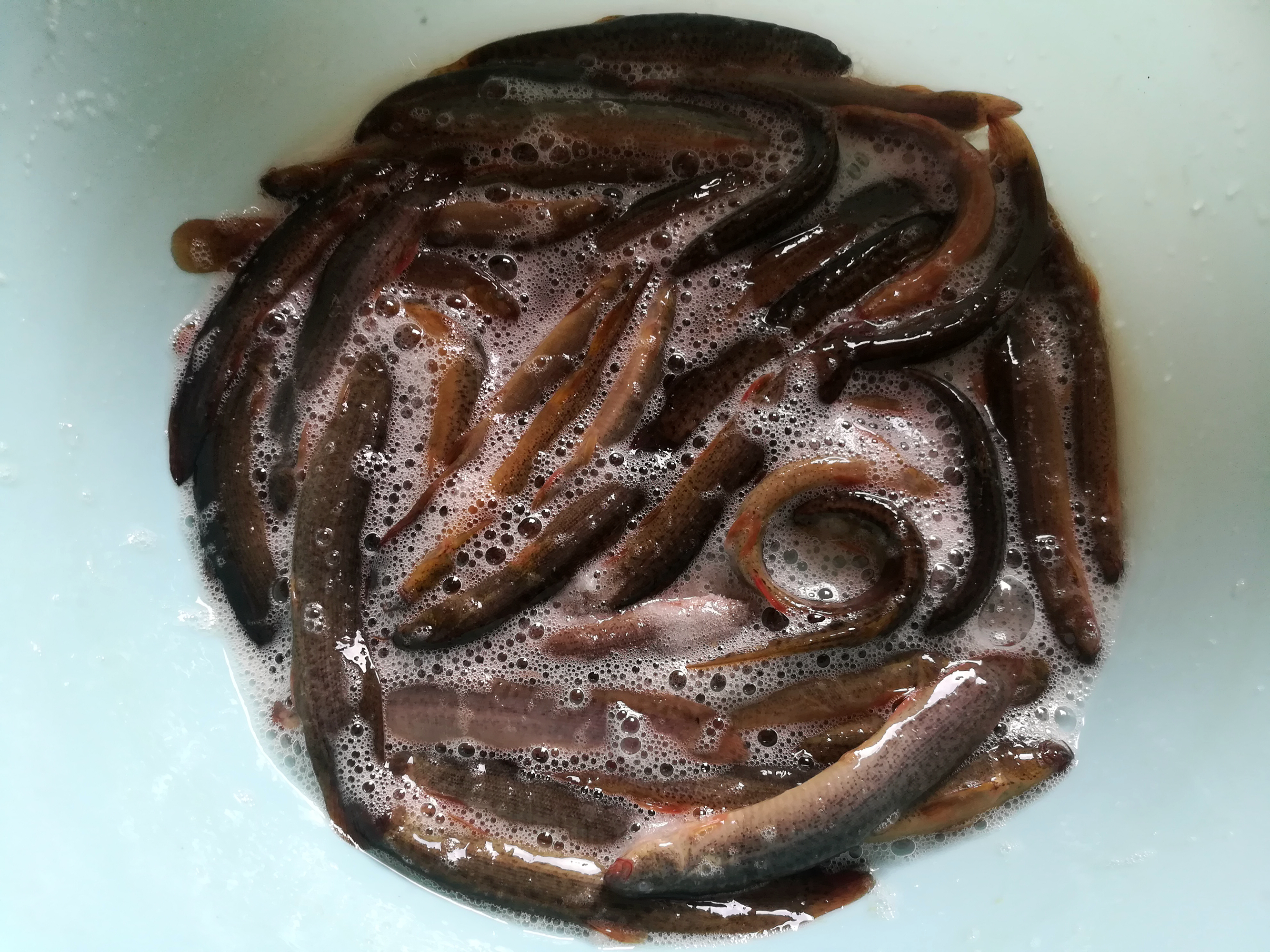 泥鳅含钙,泥鳅钙含量是多少