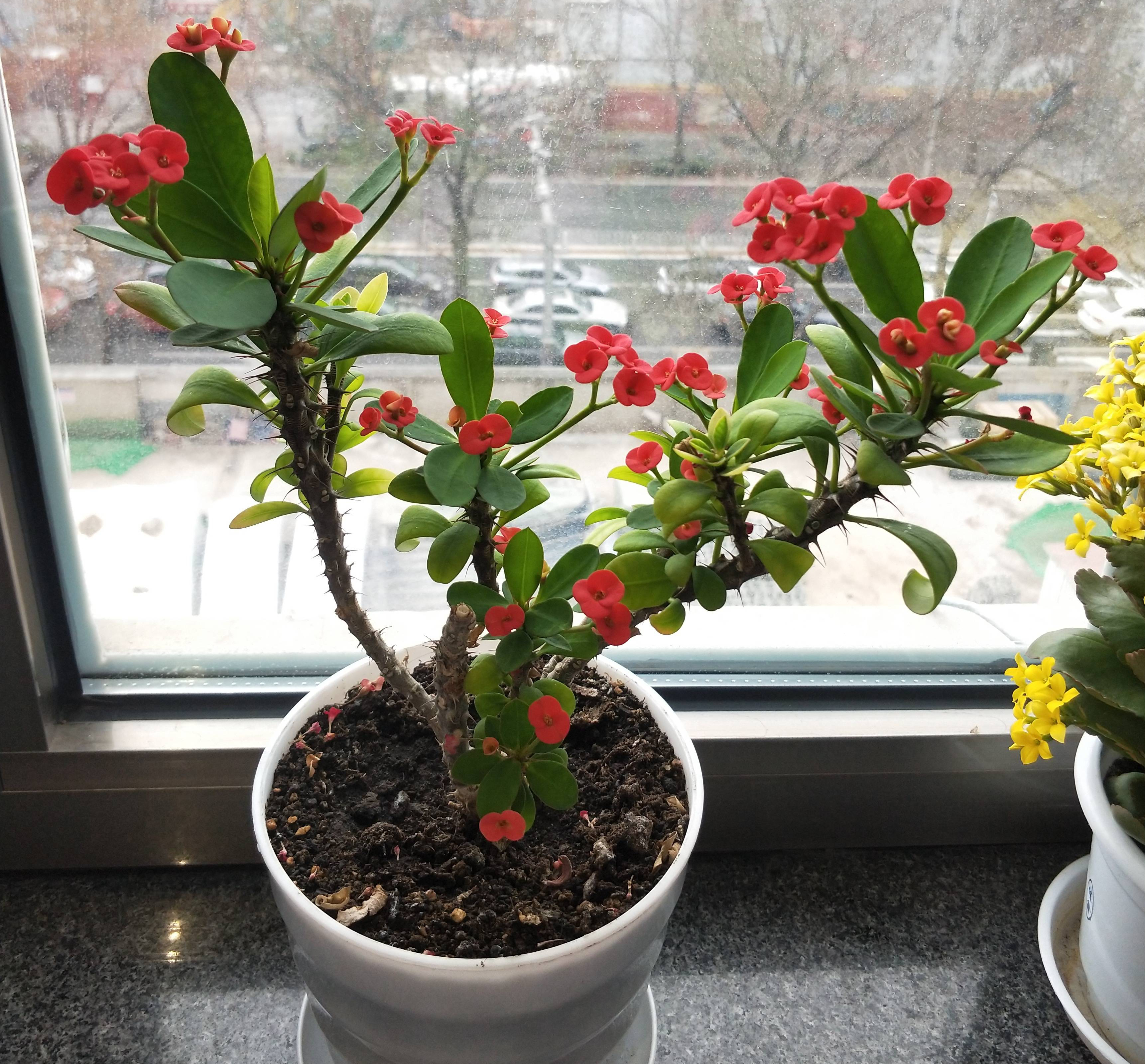 虎刺梅的养护技巧,虎刺梅如何养护花开鲜艳