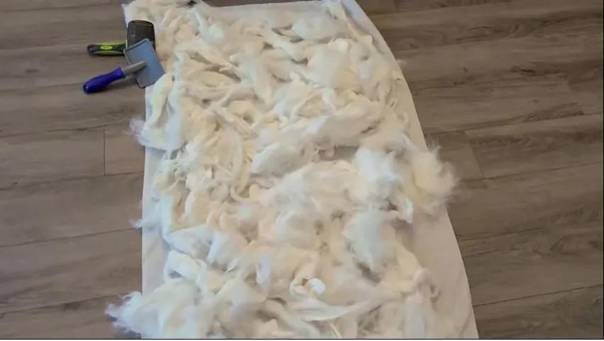 萨摩耶冬天围巾,萨摩耶洗完澡掉毛严重的原因