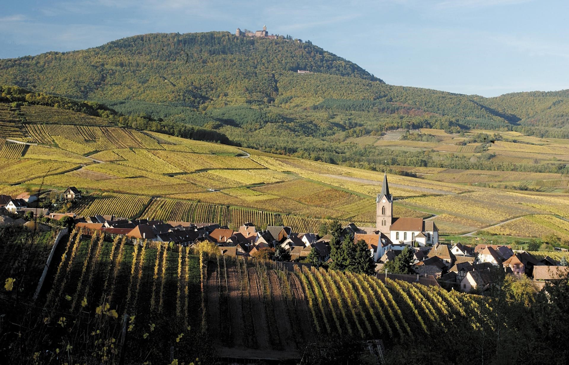 意大利葡萄酒对比法国,法国葡萄酒对比意大利葡萄酒