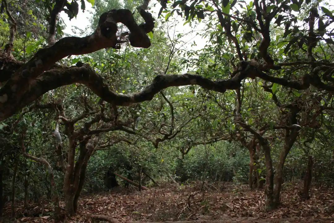 普洱茶各大山头的特性和口感图文,普洱茶老茶头的口感特点有哪些