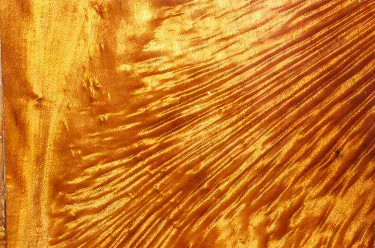 贵州金丝楠木古树1000年的,真正的正宗金丝楠木大树