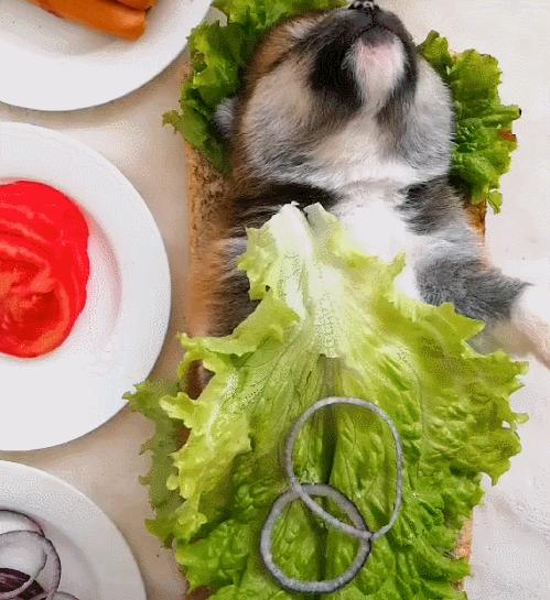 狗狗不能吃的水果清单表,狗狗不能吃的食物完整版