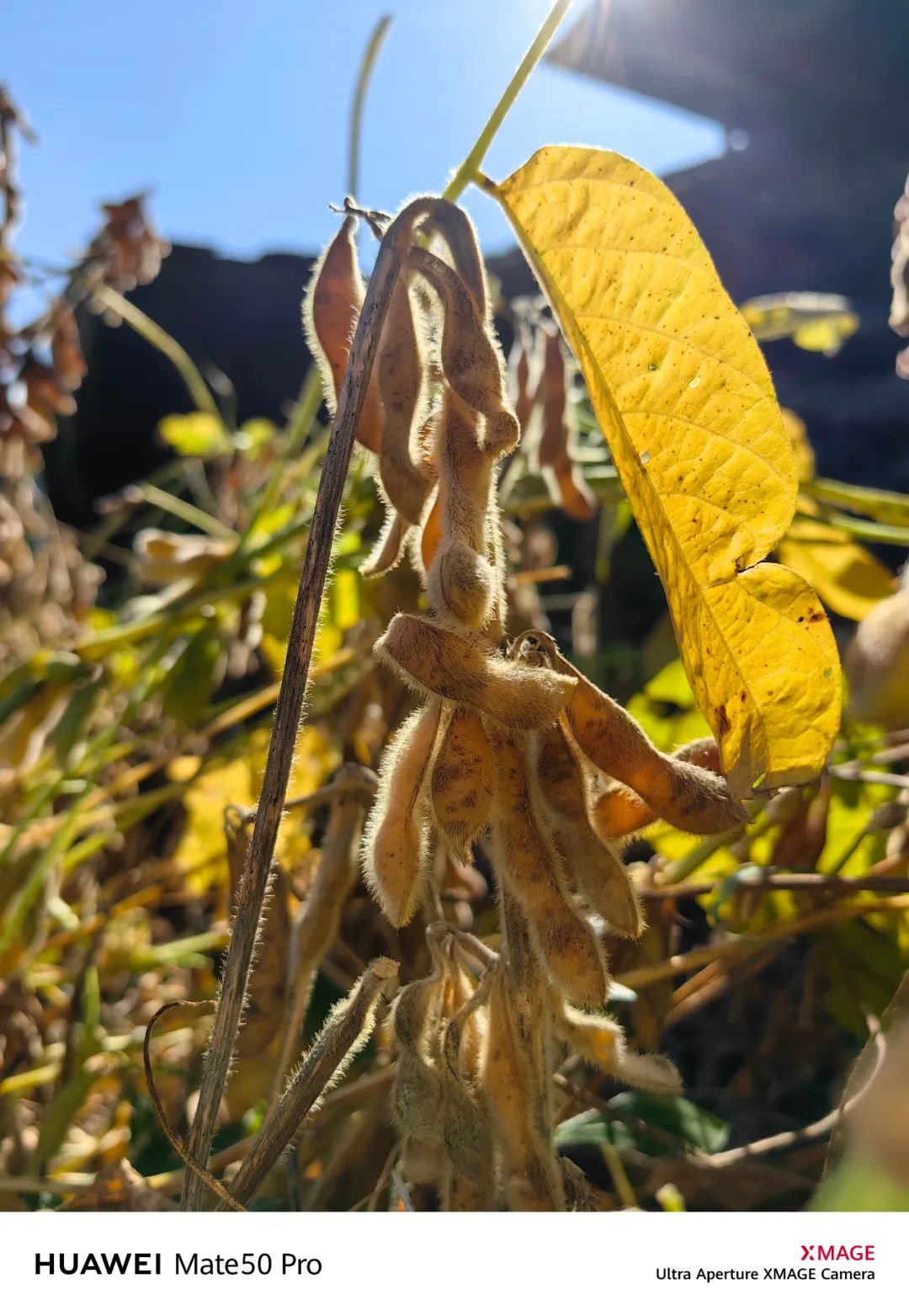 2024年华为mate50pro还值得入手吗,24年了华为mate50pro还值得买吗