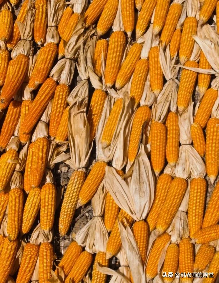 一年一度国庆节收玉米,记忆中的秋天收玉米