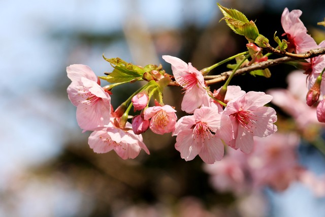 万紫千红总是春诗意,万紫千红总是春淡妆浓抹总相宜