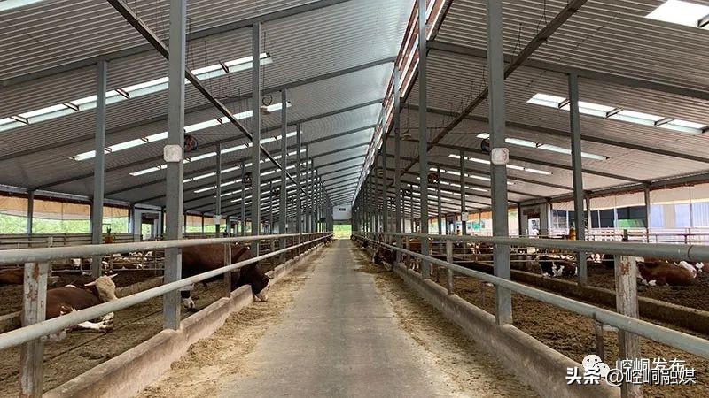 “我们这十年”丨崆峒：“畜”势勃发“牧”歌欢唱