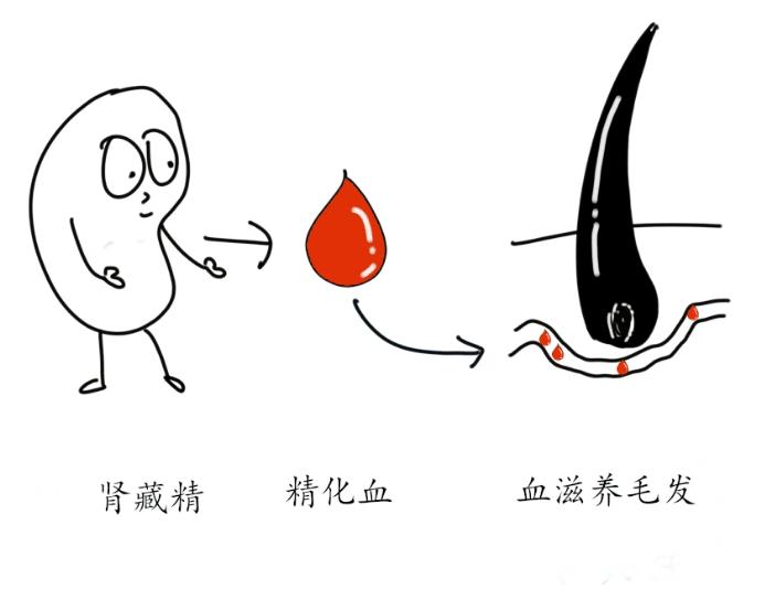 白头发是怎么回事如何治疗,白头发是什么原因引起的怎样调理