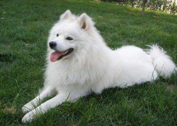 双色球开奖的结果,萨摩耶犬多少钱一只广安