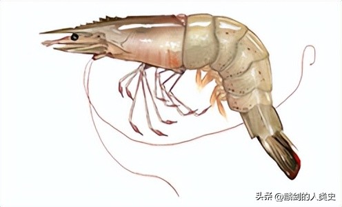 南美白对虾动物视频,南美对虾白斑虾图片