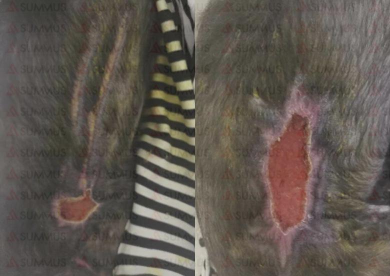 狗狗被烫伤了怎么办？兽医激光治疗仪来帮忙