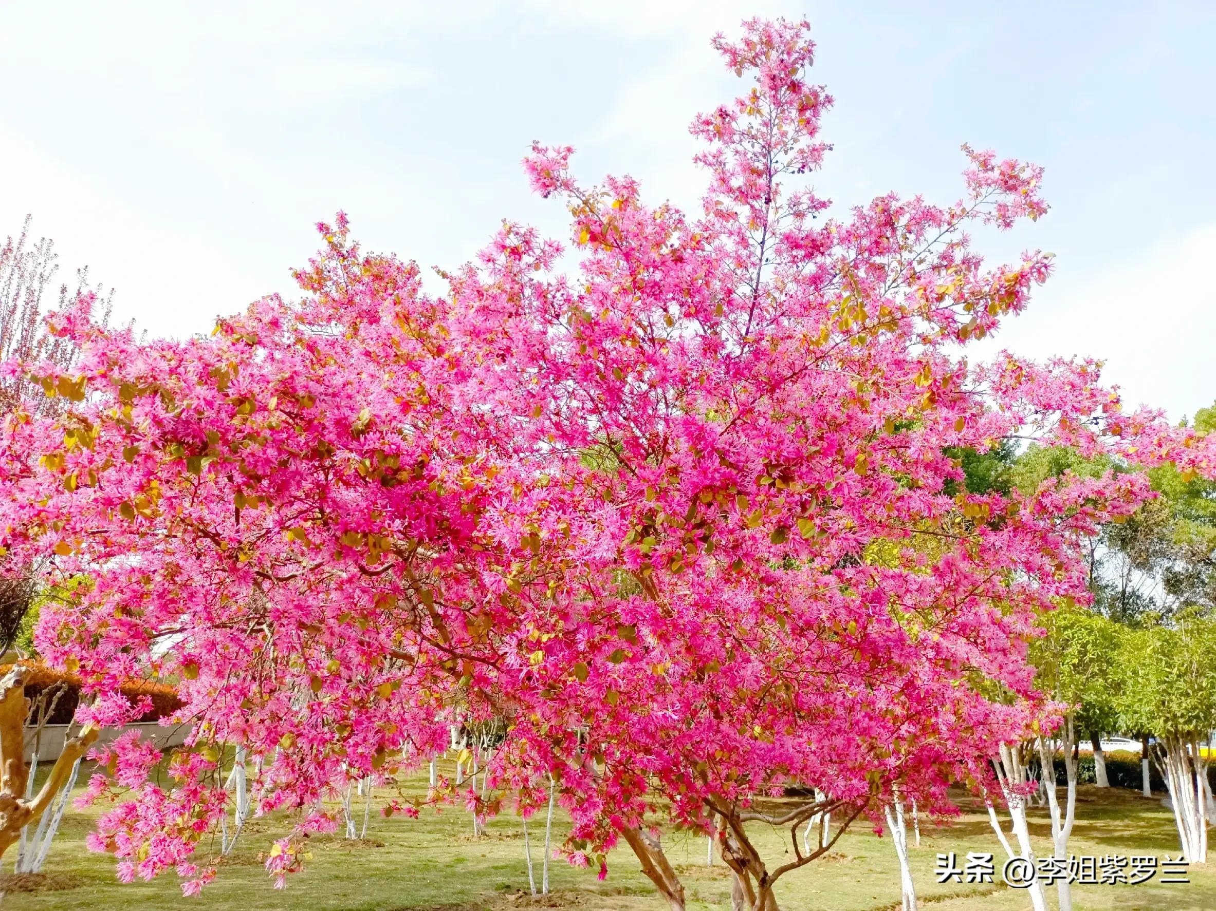 红花继木和红花檵木有什么区别,红花檵木的红花功效与作用