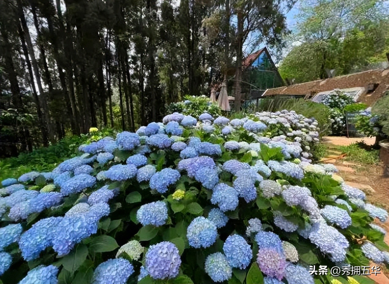 周末去哪里玩最合适昆明,昆明景点莫奈花园