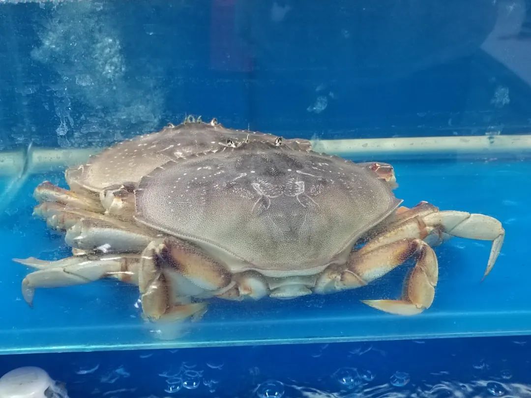 记者实地探访京深海鲜市场,昌平北七家海鲜批发市场