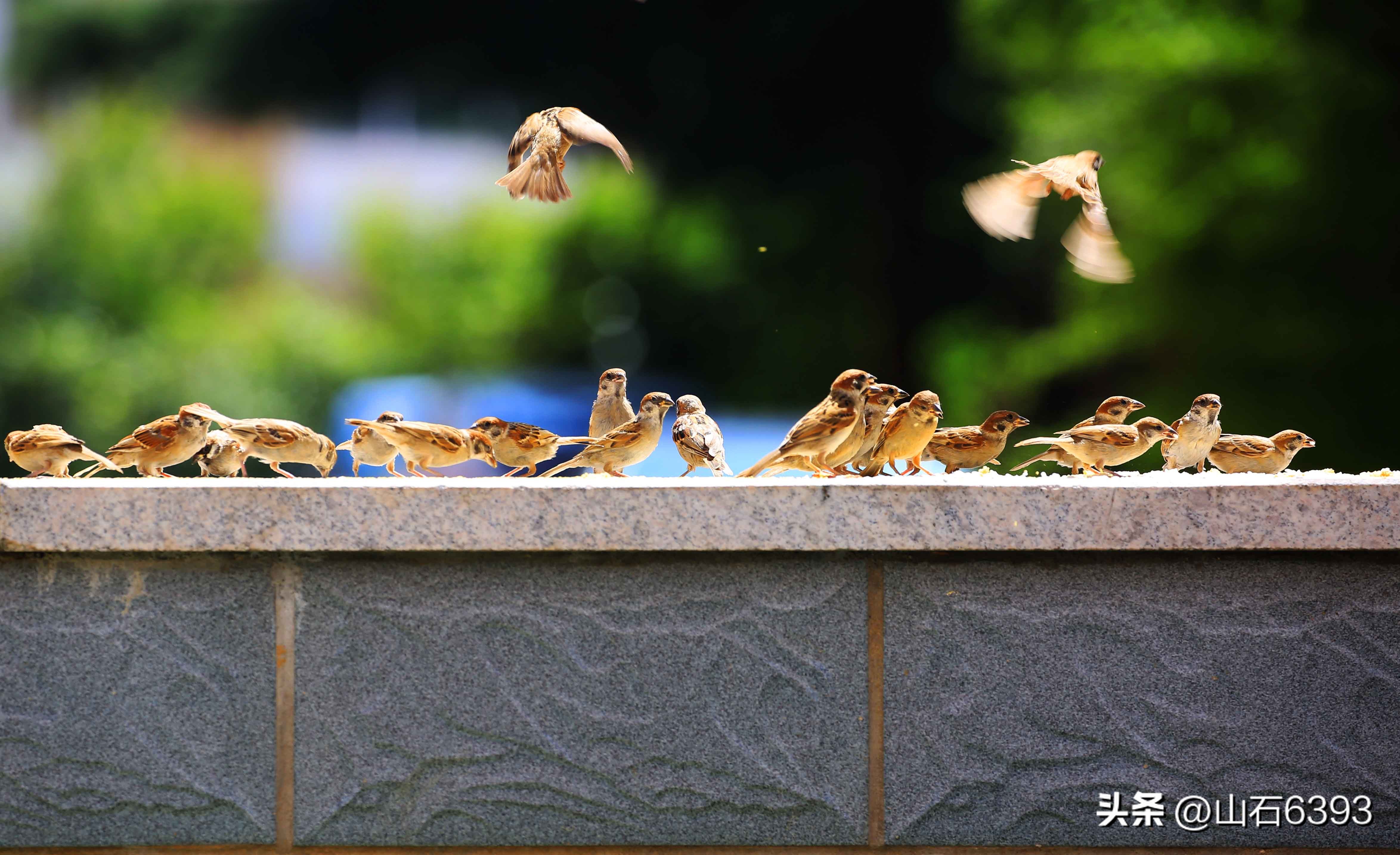 【战友美文】于天松：《麻雀，我爱你》（诗）