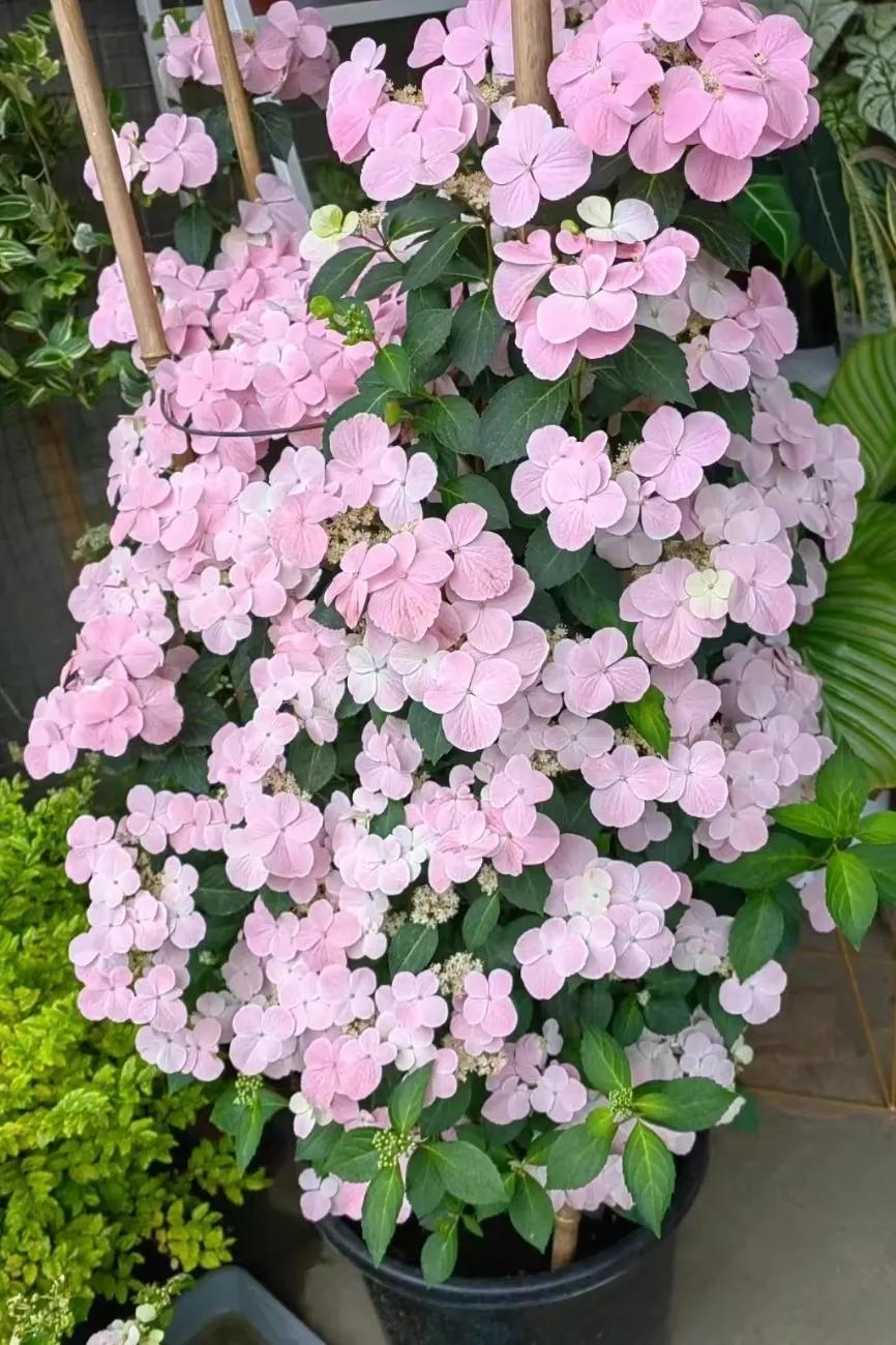 绣球花粉色落跑新娘能不能调色,落跑新娘绣球花爆花效果