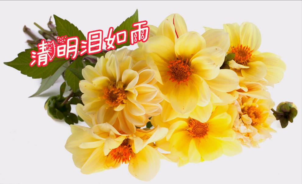 清明节雨纷纷举国上下寄哀思,清明节伤感词思念天堂的父母