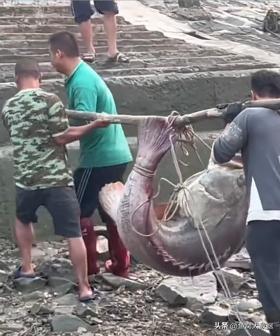 广东活溪石斑鱼多少钱一斤,湛江石斑鱼多少钱一斤