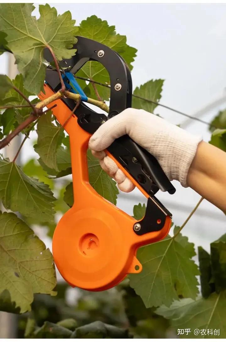葡萄绑枝器哪个牌子好,葡萄绑枝的最佳方法