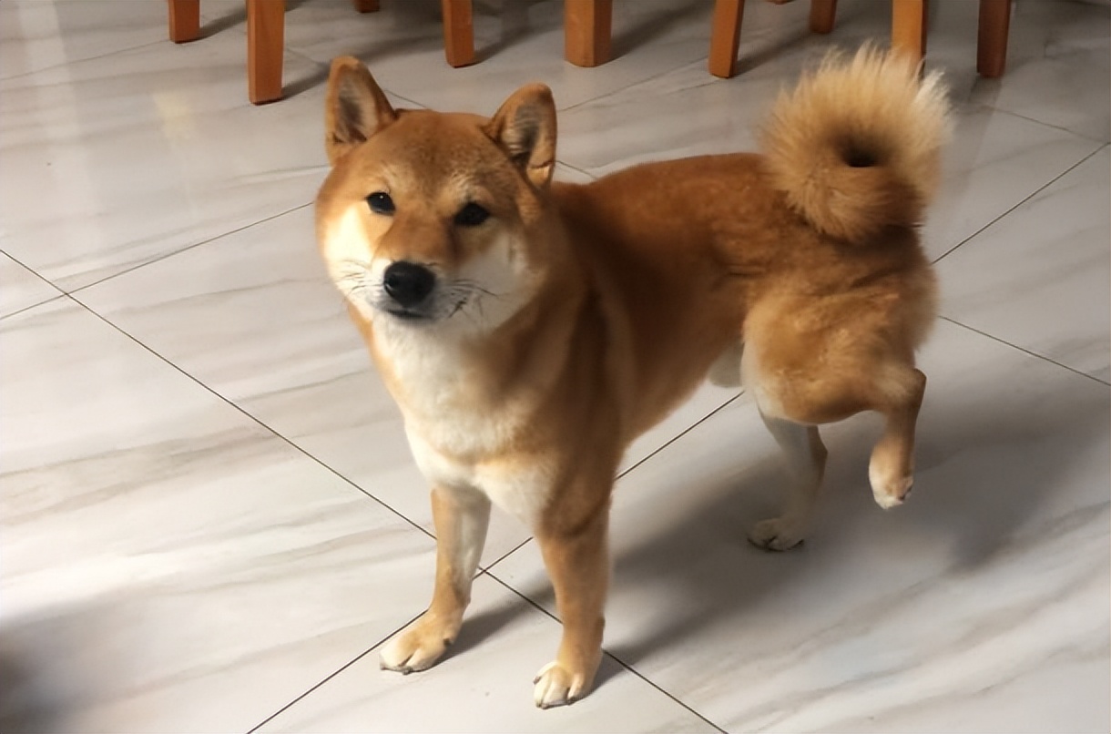 主人花400元检查发现柴犬装瘸,4个月大的柴犬跳了一下腿瘸了