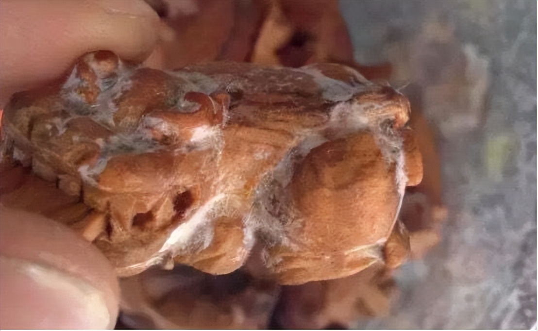 文玩手串长毛了怎么办,沉香手串长毛是怎么回事