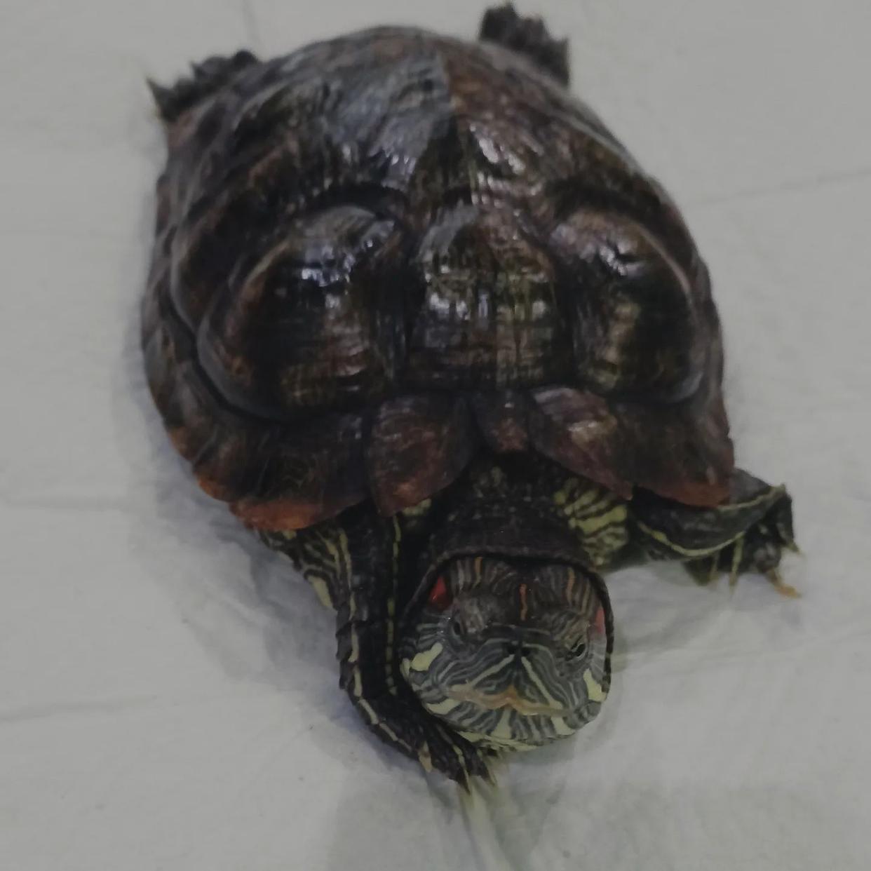 巴西龟龟壳发白有腐皮,巴西龟爪子发白怎么治