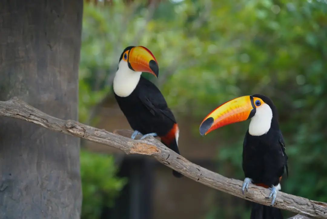 一月份去上海野生动物园和海洋馆,十一带大家去上海野生动物园玩