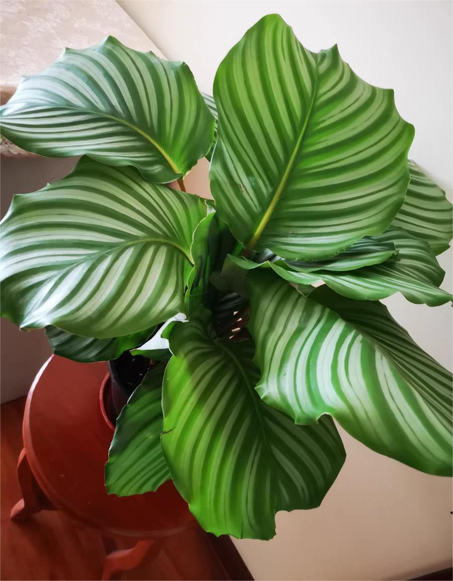 养竹芋用什么土好,养青苹果竹芋用氮肥还是磷肥