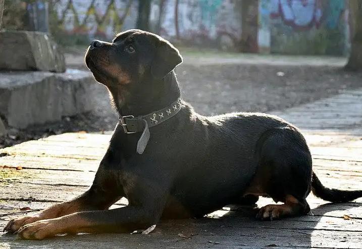 最有灵性的狗狗排名有你家狗狗吗,十大最适合家养的狗狗排行榜