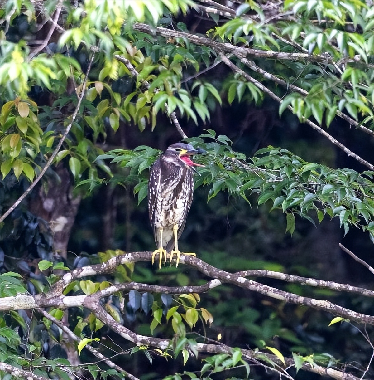 杭州钓鱼男子救人,广东男子在河边救下一只怪鸟