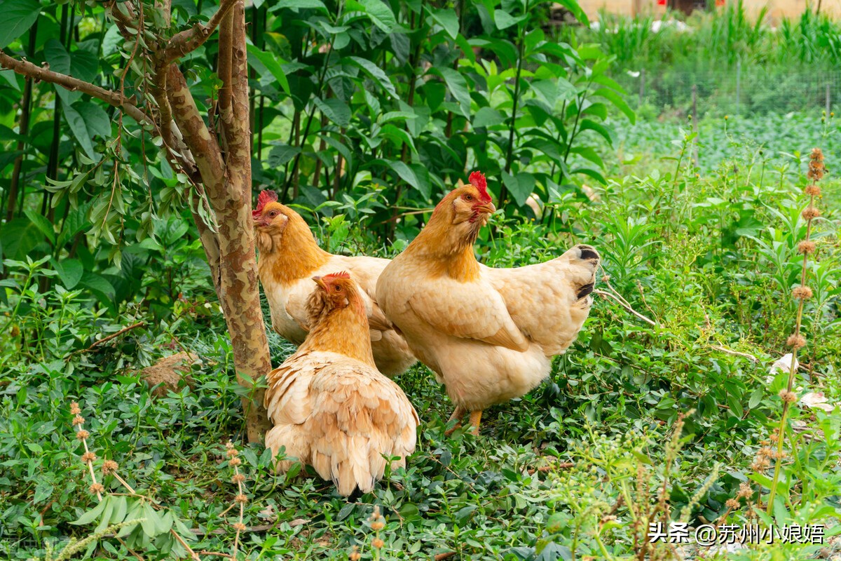 苏州小娘鱼方言怎么读,苏州小娘娪