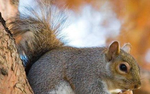 小松鼠感冒了怎么处理,小松鼠喝奶打喷嚏怎么回事