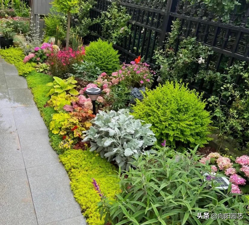 仙人球龙舌兰造景,龙舌兰造景花园