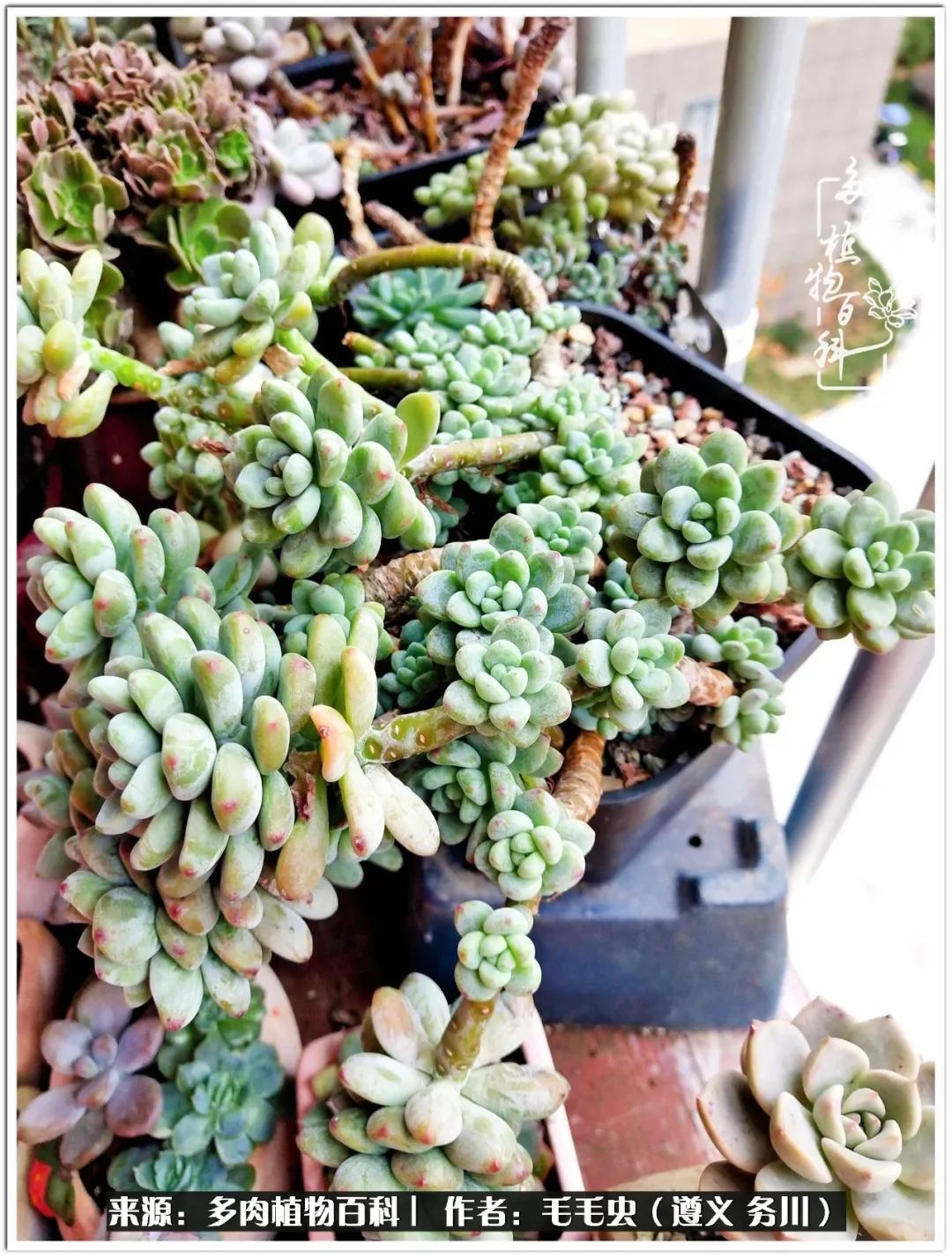 多肉可抵岁月,多肉之花语