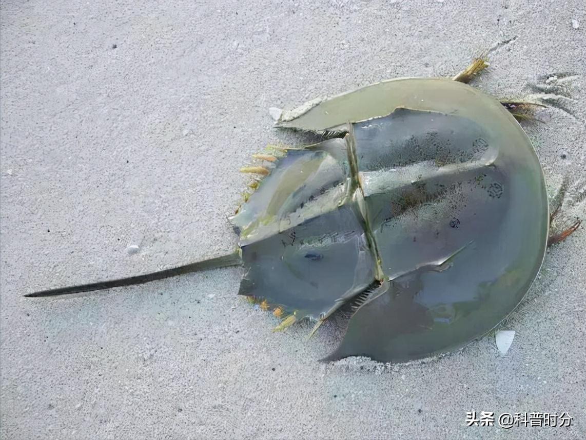 4亿多年蓝色血液引人类陷入绝境,4亿岁生物被疯狂抽血