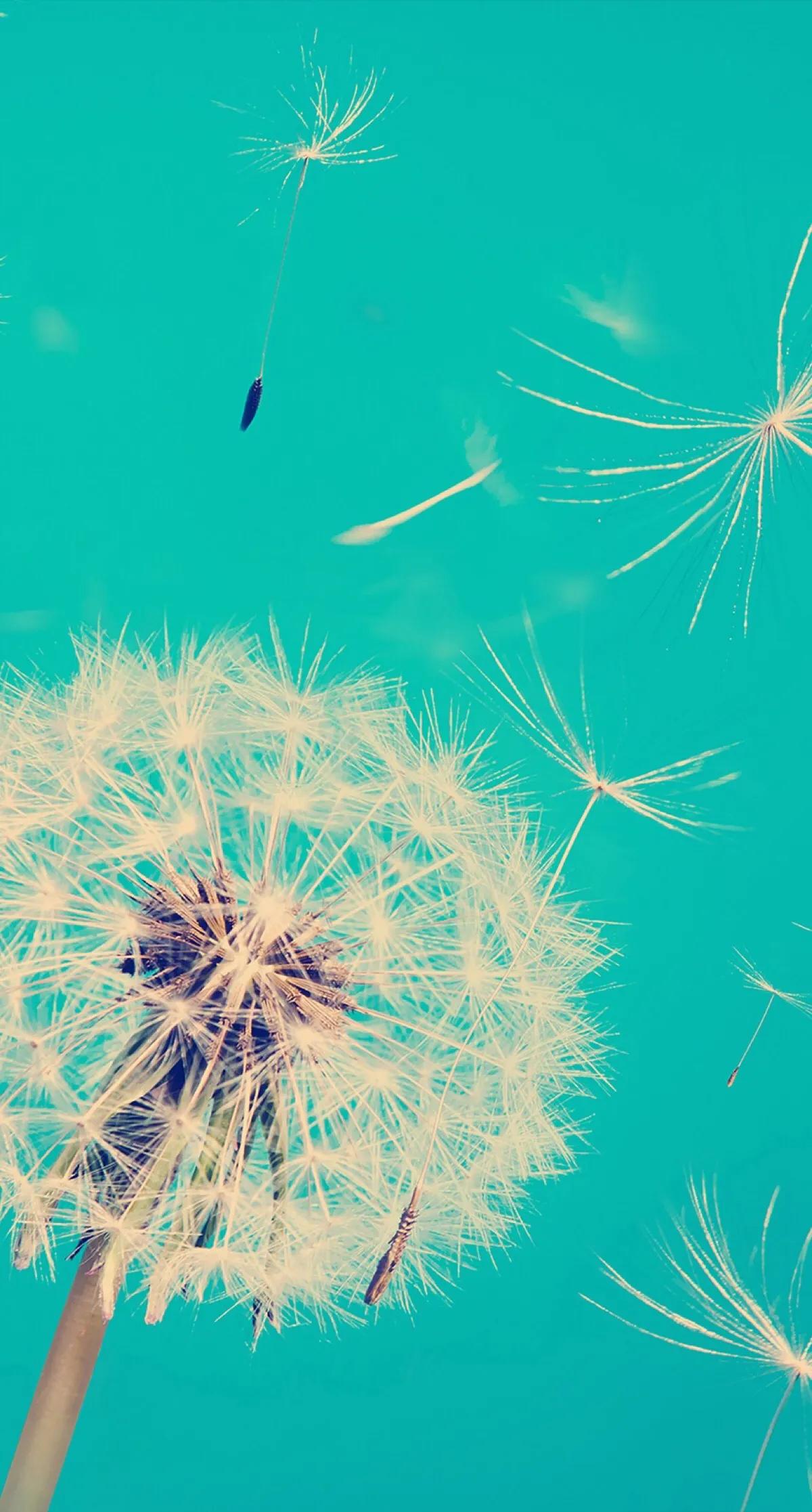 唯美手机壁纸高级感,唯美手机壁纸高清全面屏