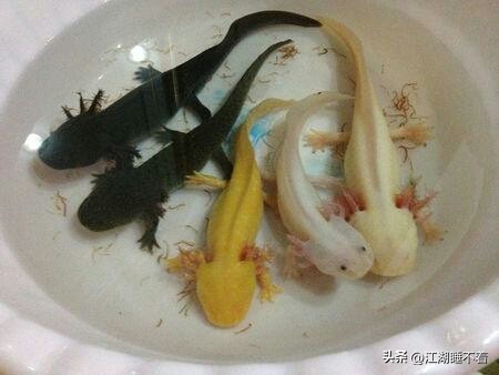 六角恐龙断腿可以再生吗,六角恐龙鱼受伤了有再生功能吗