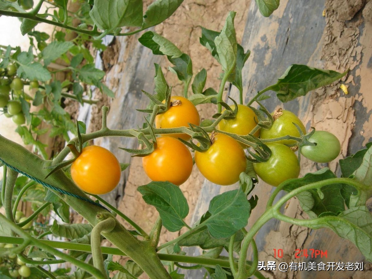 番茄怎么储存才能保持营养,番茄怎么储藏的时间长