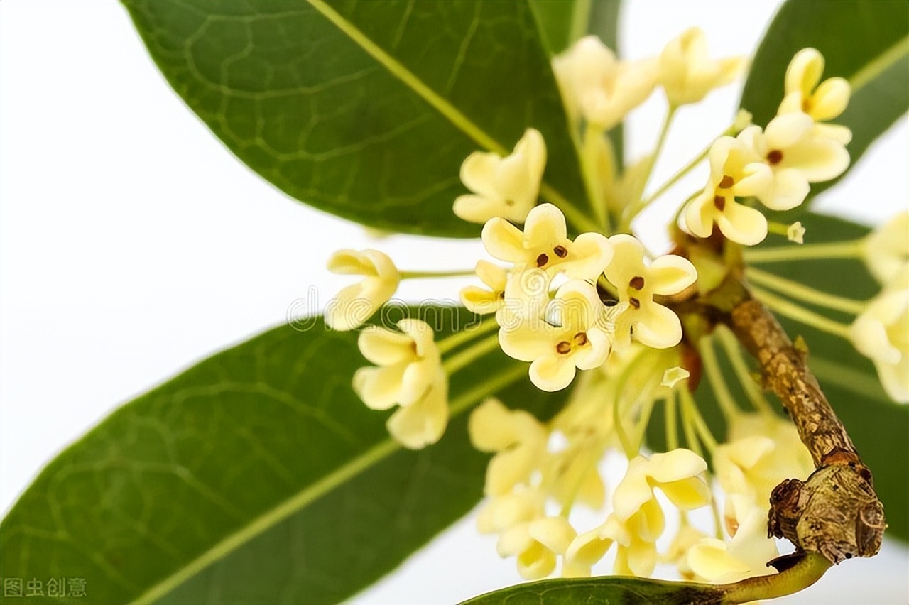 中国古典十大花卉,中国传统十大花卉有哪些