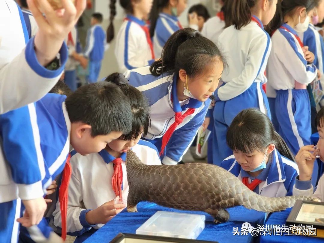 穿山甲穿山乙,穿山穿山甲真的能穿山吗