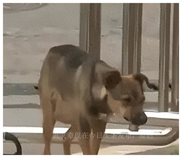 太惨了，湖北女幼师被咬隐私部位，狗主人拒赔，女子：我怎么嫁人