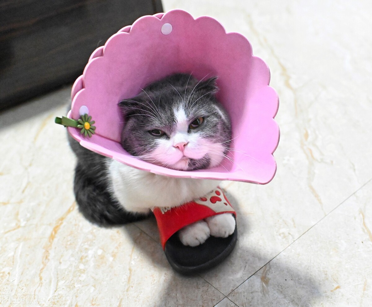 养宠家常备药有哪些,从业7年宠医分享新手养猫10条建议