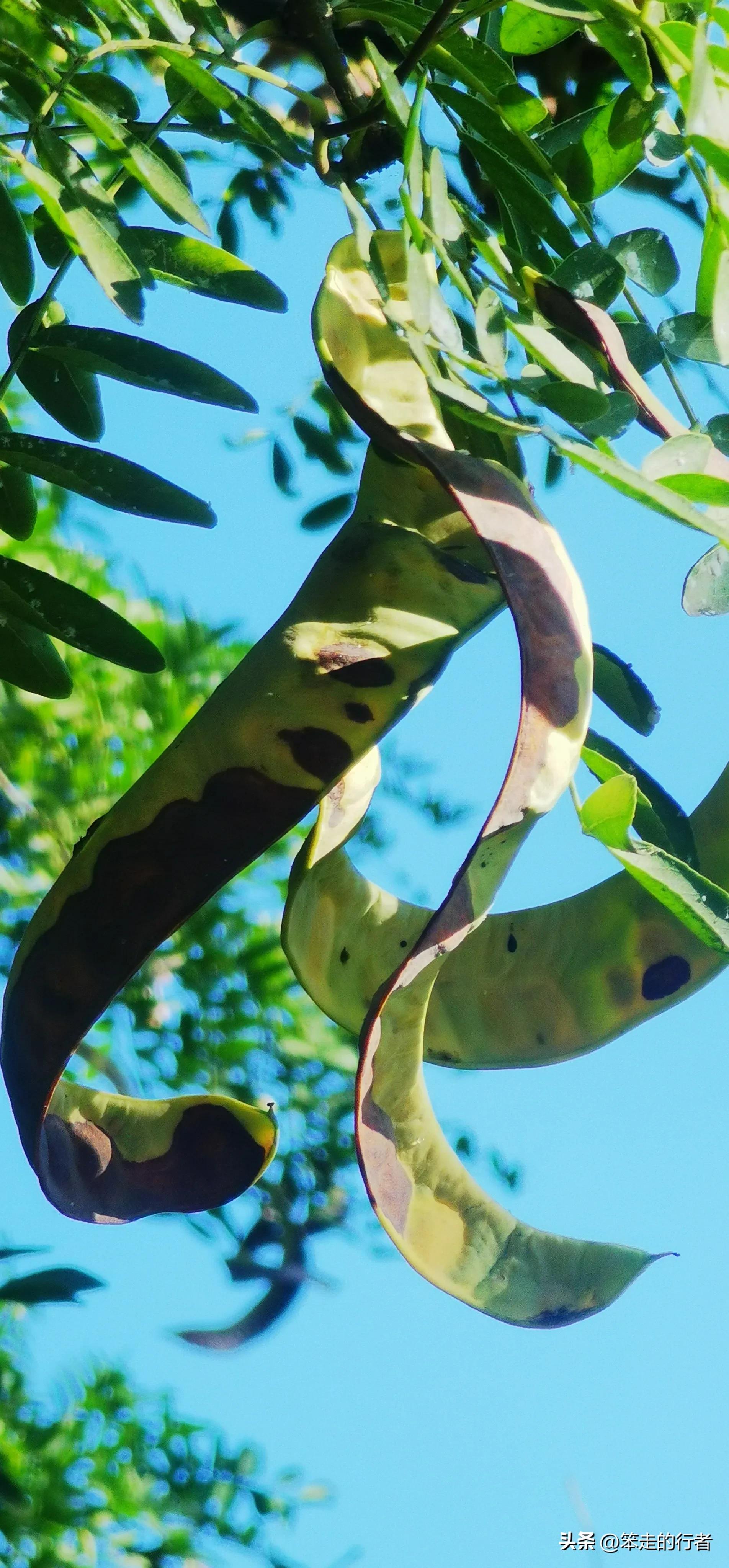 大皂角是皂荚吗,皂荚和长皂角