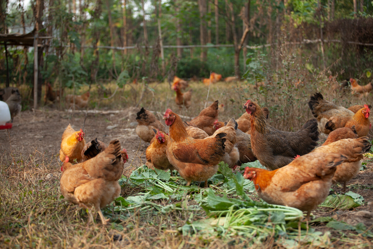 鸡为什么会拉白稀粪怎么治,鸡群拉稀的主要原因及防治方法
