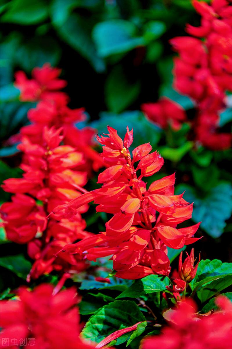 一花一叶最深情，万千*光春**花满园，花开惊艳时光，花香温柔岁月