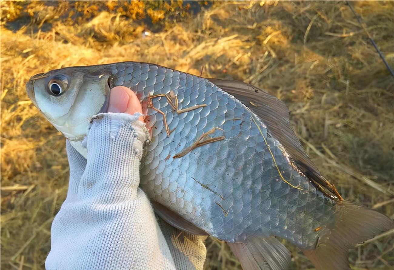 远投钓鲫鱼矶竿好用还是海竿,夏季软尾小矶竿钓鲫鱼最佳方法