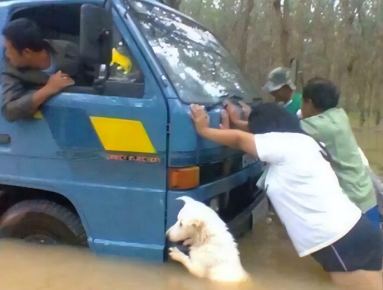一身反骨的狗狗也有温柔的一面,天生反骨狗狗